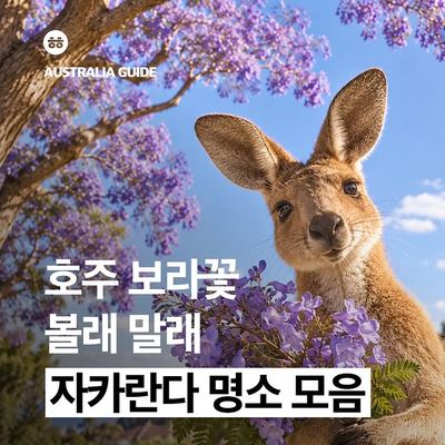@aussielife.kr 게시물: 호주의 봄은 보라해요 💜 지금부터 슬슬 저장해둬야 할 호주 자카란다 시즌 총정리! 자카란다의 도시 그래프턴부터 시드니, 브리즈번, 골드코스트,  (2026.10.01)