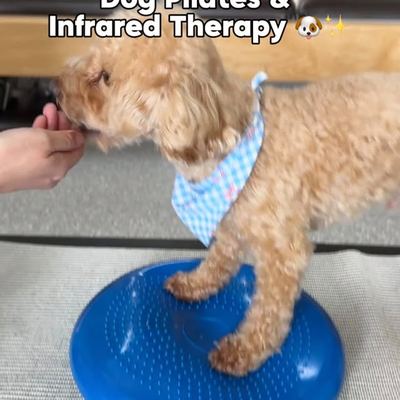 @ellyslifeinsydney 게시물: ❗️SHARETHIS❗️The story behind this Dog Wellness Class is actually so sweet 🥹🐶 Fo (2026.09.19)
