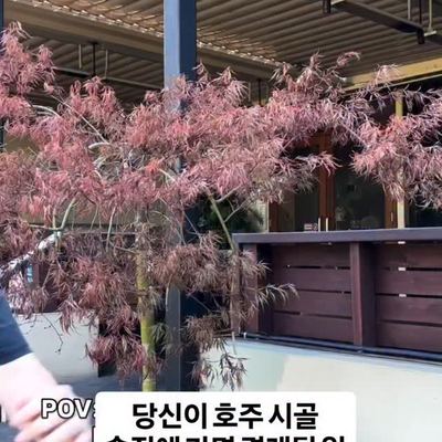 @yeonuchooo 게시물: 호주 시골 펍에 꼭 한 명 씩 있는 만취아저씨 #호주워홀 불펌 아닌 리믹스 영상입니다! (직접 번역함 ✍️) 원작자 계정은 아이디 하단 계정을  (2026.04.21)